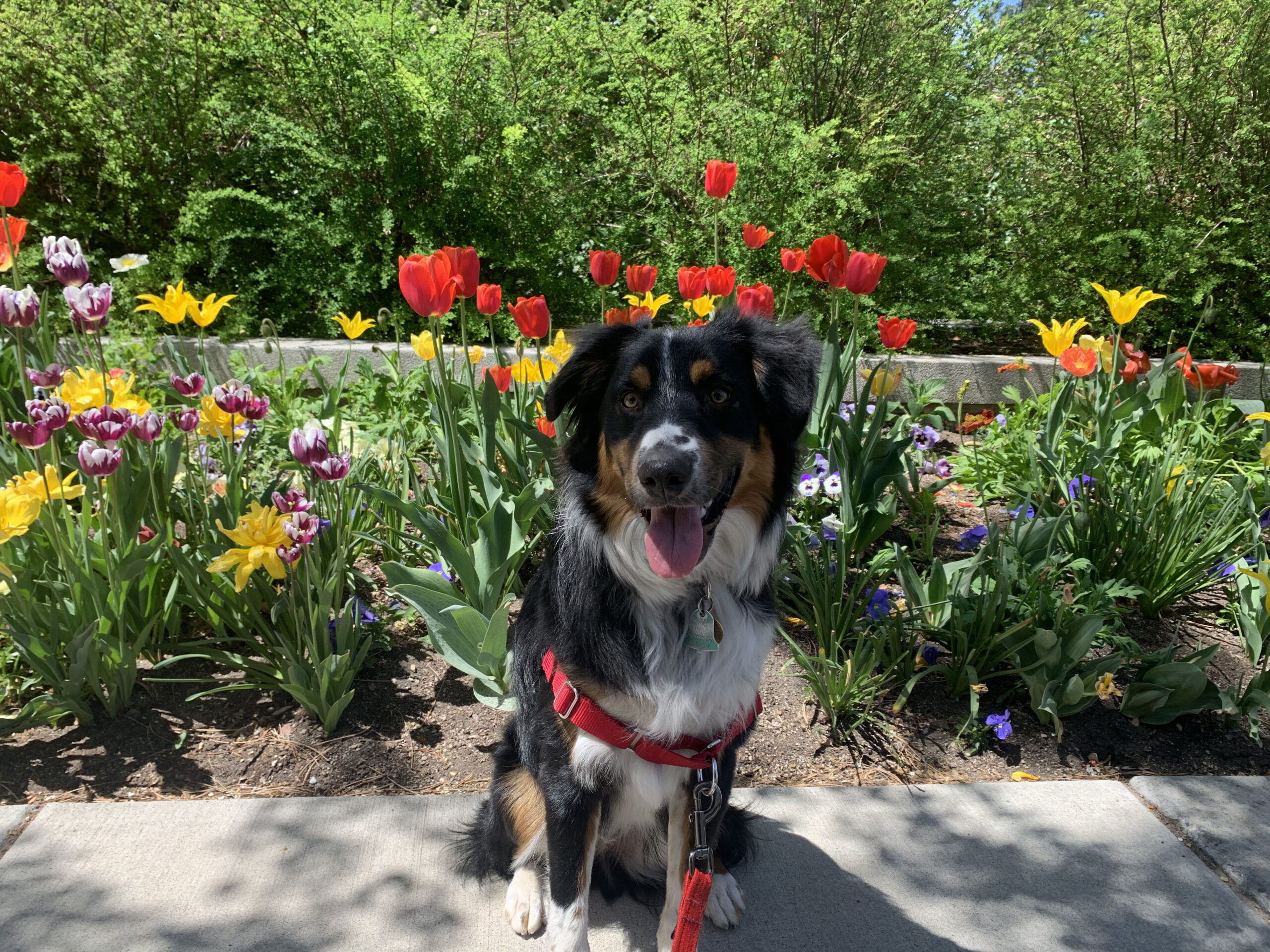 A black, white, and tan dog sits in front of spring flowers with a smile on his face