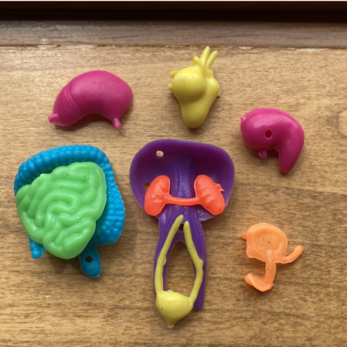 A photo of small plastic human body organs